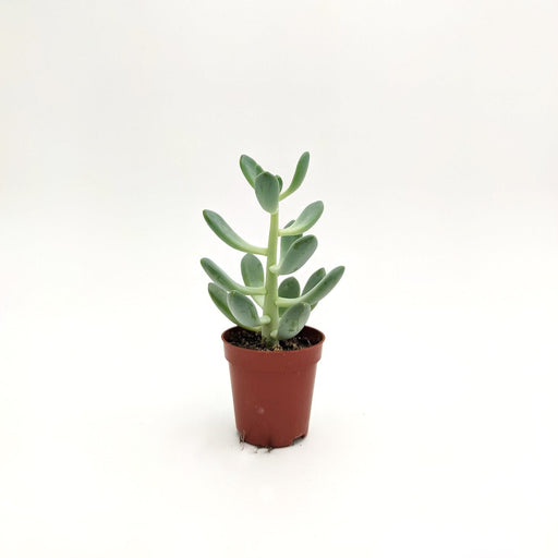 Sedum pachyphyllum -  5 cm x h 12,5 cm MillStore (2498295)