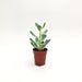 Sedum pachyphyllum -  5 cm x h 12,5 cm MillStore
