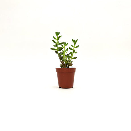 Sedum sp - vaso  5 cm  x 15 cm h MillStore (2498296)