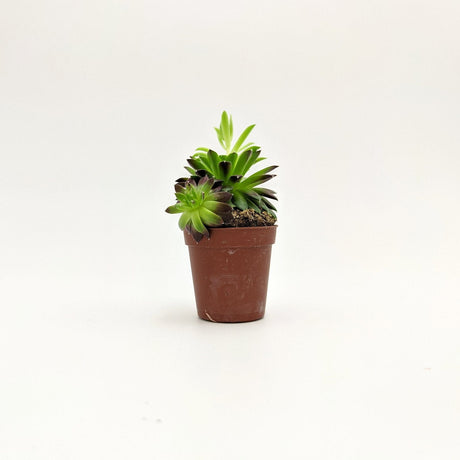 Sempervivum Tectorum 5 cm / L MillStore (2498342)