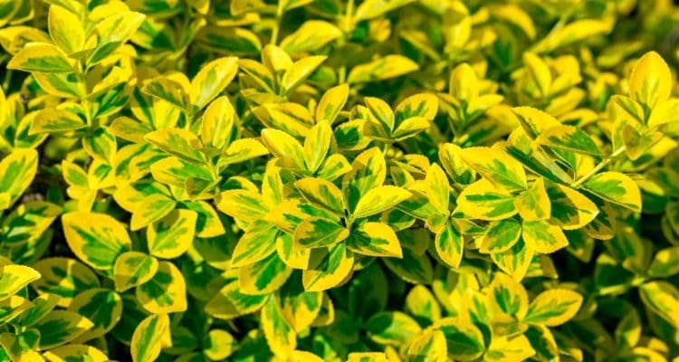 Siepe Euonymus japonicus aureus - v. 15 cm - h 70-80 cm MillStore (2498465)