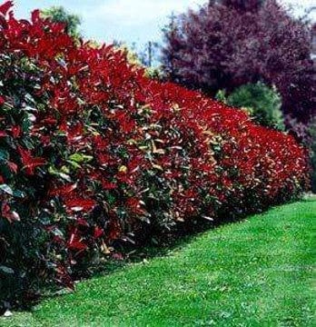 Siepe Photinia Red Robin - v. 15 cm - h 70-80 cm Oasi Vivai Piante (2498467)