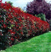 Siepe Photinia Red Robin - v. 15 cm - h 70-80 cm Oasi Vivai Piante (2498467)