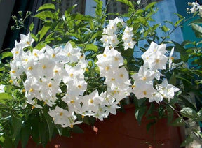 Solanum - 1 pianta vaso 14 cm MillStore (2498515)