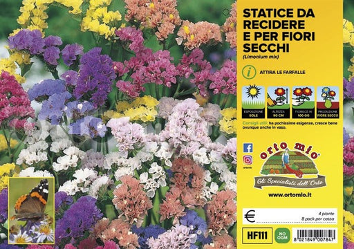 Statice da recidere e per fiori secchi - 4 piante - Orto Mio Orto Mio (2498674)