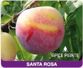 Susino Santa Rosa - Vaso 20 cm - Apice Piante Apice piante (2498877)