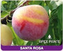 Susino Santa Rosa - Vaso 20 cm - Apice Piante Apice piante (2498877)