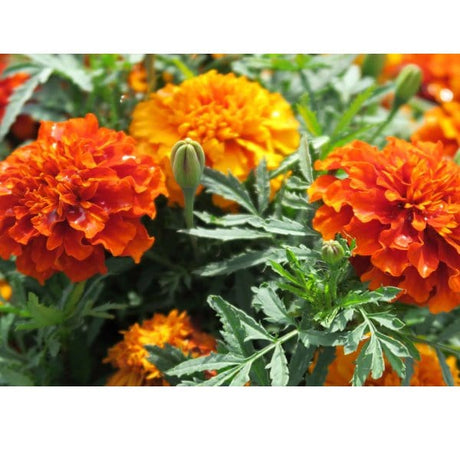 Tagete Nana Patula - Vaso 10 cm MillStore (2498888)