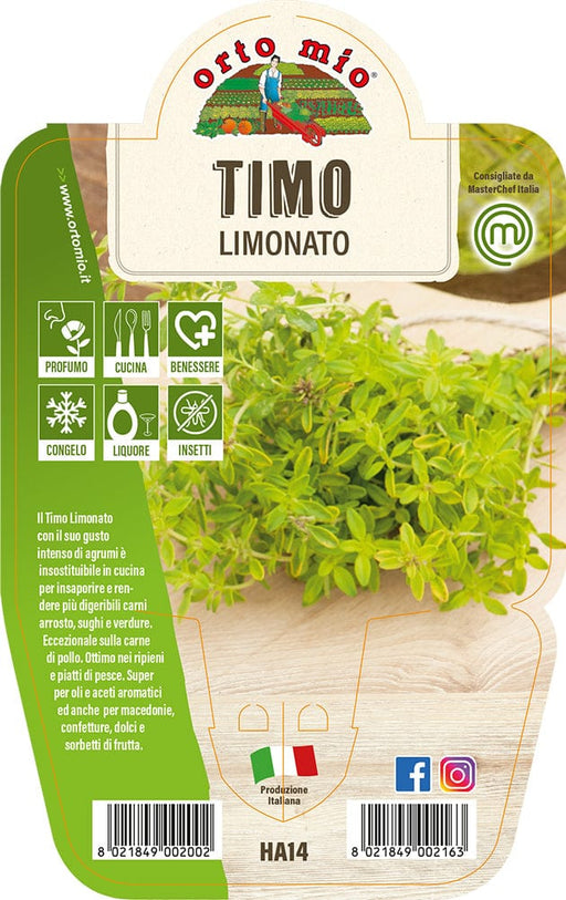 Timo Limonato - 1 pianta v.14 cm - Orto Mio Orto Mio (2499133)