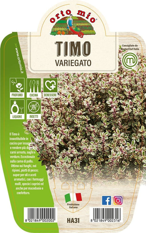Timo Variegato - 1 pianta v.14 cm - Orto Mio Orto Mio (2499134)