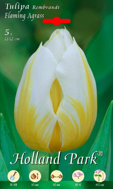 Tulipa Rembrandt Flaming Agras - 10 bulbi Fioral (2499359)