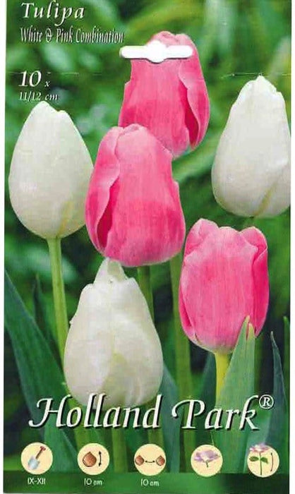 Tulipa White & Pink Combination - 10 Bulbi MillStore