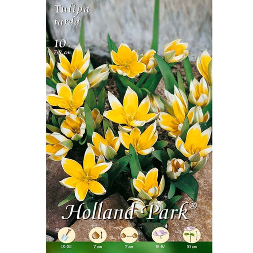 Tulipani Botanica tarda - giallo-bianco - 10 bulbi Fioral (2499361)