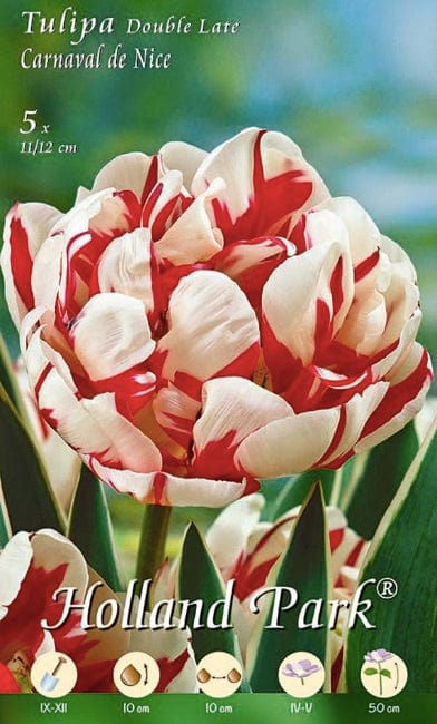 Tulipani Carnaval de Nice Double Late - 5 bulbi Fioral (2499362)