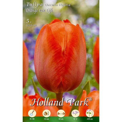 Tulipani Darwin Hybrid Orange van Eijk - Arancione - 5 bulbi Fioral (2499364)
