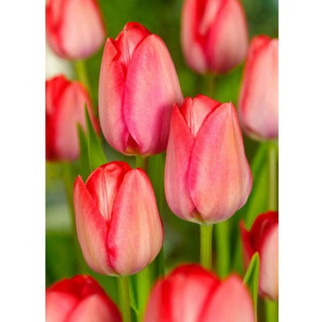 Tulipani Darwin Hybrid van Eijk Mixed - 5 bulbi Fioral (2499365)