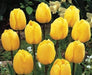 Tulipani Darwin Ibridi Gialli - Confezione da 5 bulbi Fioral (2499366)