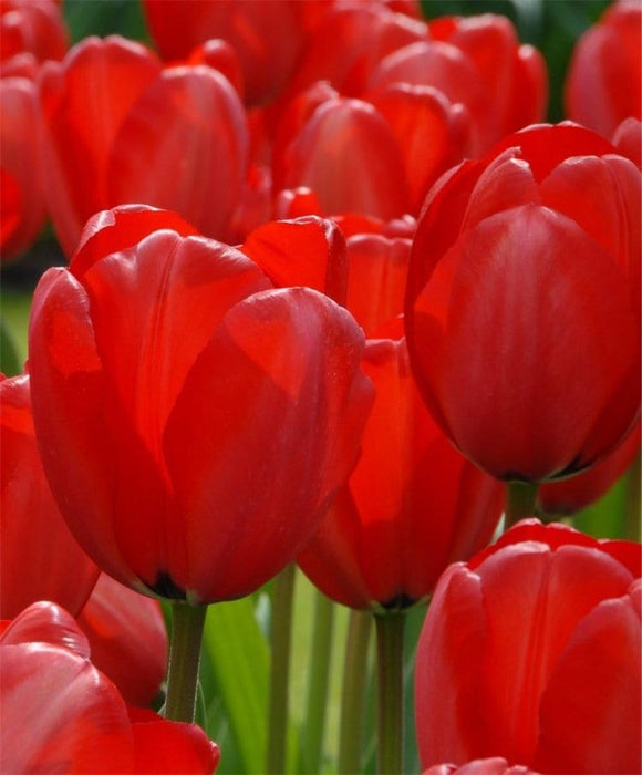 Tulipani Darwin Ibridi Rossi - Confezione da 5 bulbi Fioral