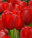 Tulipani Darwin Ibridi Rossi - Confezione da 5 bulbi Fioral (2499367)
