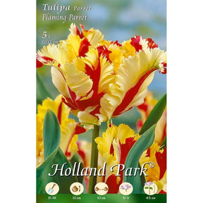 Tulipani Falming Parrot - giallo-rosso - 10 bulbi Fioral (2499370)