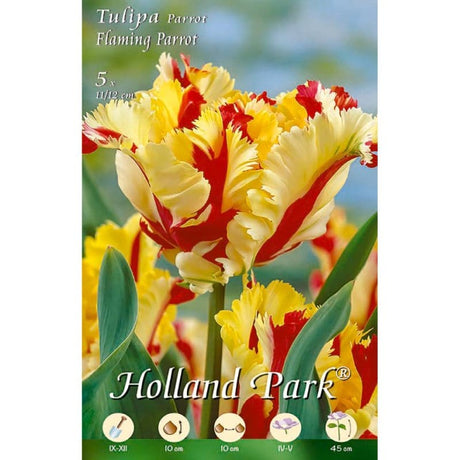 Tulipani Falming Parrot - giallo-rosso - 10 bulbi Fioral (2499370)