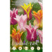 Tulipani Fior di Giglio Mixed (Lily-flowered) - 5 bulbi Fioral