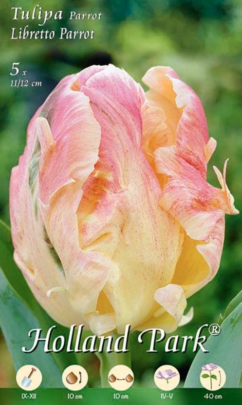 Tulipani Libretto Parrot - Rosa - 5 bulbi Fioral (2499374)