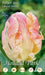 Tulipani Libretto Parrot - Rosa - 5 bulbi Fioral (2499374)