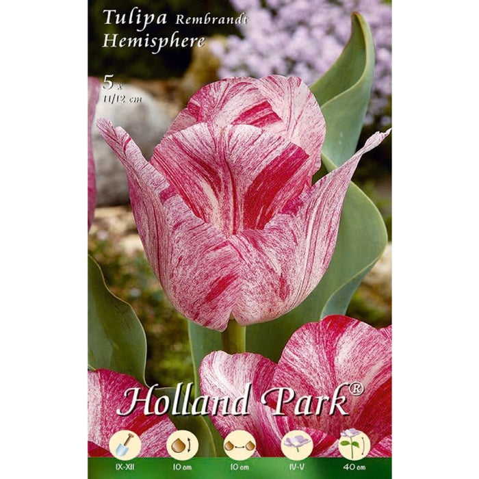 Tulipani Rembrandi Hemisphere - fuxia-bianco - 10 bulbi Fioral