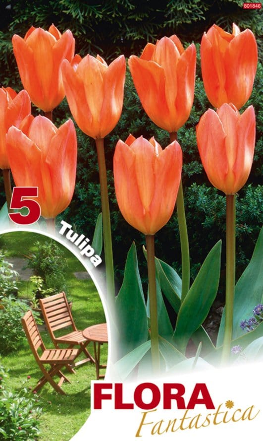 Tulipani stelo lungo Arancio - Confezione da 5 bulbi Fioral (2499378)