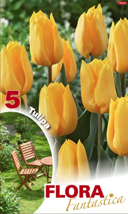 Tulipani stelo lungo Gialli - Confezione da 5 bulbi Fioral
