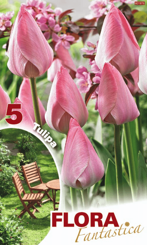 Tulipani stelo lungo Rosa Confetto - Confezione da 5 bulbi Fioral (2499380)