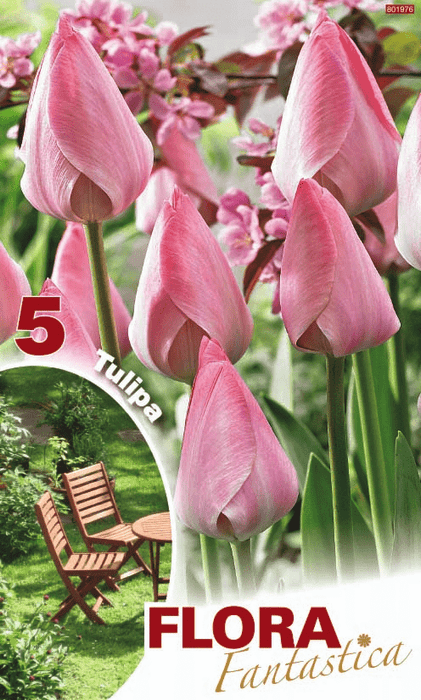 Tulipani stelo lungo Rosa Confetto - Confezione da 5 bulbi Fioral