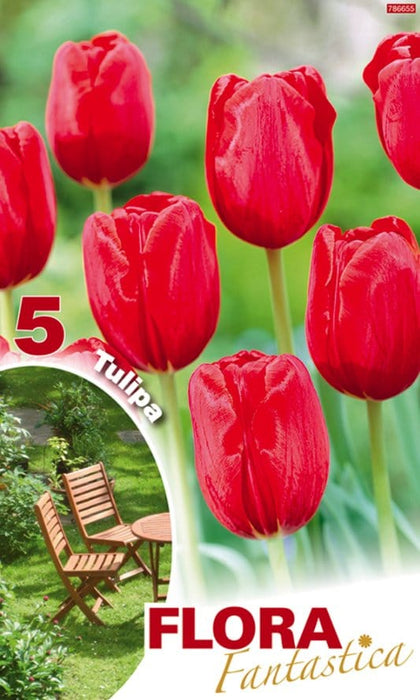 Tulipani stelo lungo Rossi - Confezione da 5 bulbi Fioral