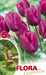 Tulipani stelo lungo Viola - Confezione da 5 bulbi Fioral (2499382)