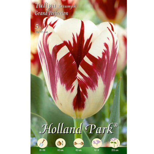 Tulipani Triumph Grand Perfection - 10 bulbi Fioral (2499383)