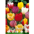 Tulipani Triumph Mixed - 5 bulbi Fioral (2499386)