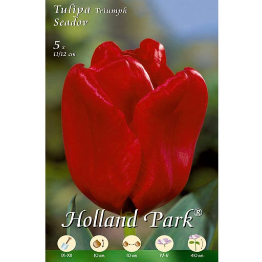 Tulipani Triumph Seadov - Rosso - 5 bulbi Fioral (2499389)
