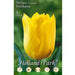 Tulipani Triumph Yokohama - giallo - 5 bulbi Fioral (2499390)