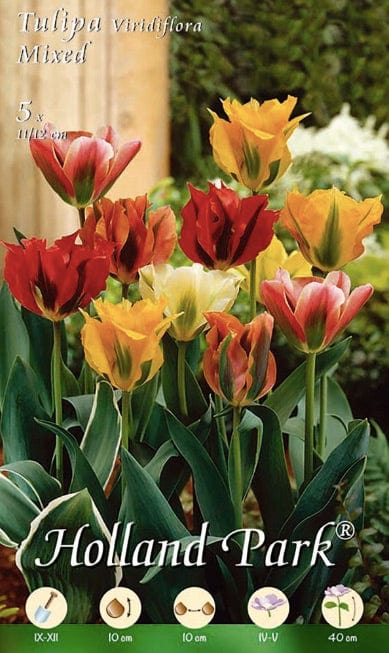 Tulipani Viridiflora Mixed - 5 bulbi Fioral (2499391)