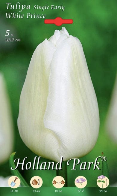 Tulipani White Prince - Bianco - 10 bulbi Fioral (2499392)