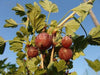 Uva Spina Rossa Pixwell - V. 11 x 11 - Apice Piante Apice piante