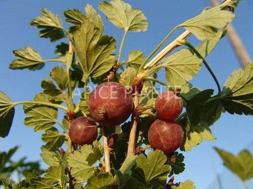 Uva Spina Rossa Pixwell - V. 11 x 11 - Apice Piante Apice piante (2499431)