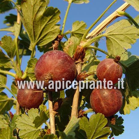 Uvaspina Rossa Rokula - v. 12 x 11 x 11 cm - Apice Piante Apice piante (2499432)