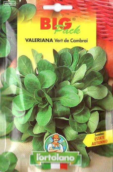 Valeriana Vert de Cambrai in Semi - L'Ortolano L'Ortolano (2499434)