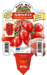 Immagine illustrativa: Pomodoro fiaschetto da palo Arnheo F1. La pianta ricevuta può avere dimensioni e sviluppo diversi.