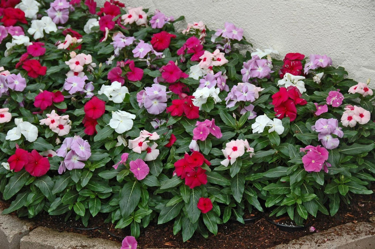 Vinca catharanthus roseus 10 cm MillStore (2499844)