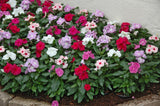 Vinca catharanthus roseus 10 cm MillStore (2499844)