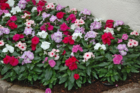 Vinca catharanthus roseus 14 cm MillStore (2499843)