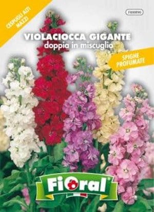 Violaciocca Gigante Doppia in Miscuglio - Fioral Fioral (2499849)